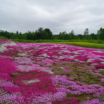 Thumbnail of post image 020